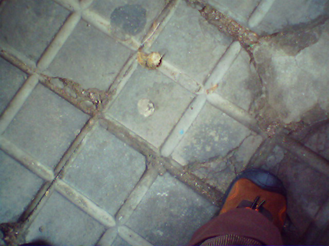 la vida a 80 cm del suelo